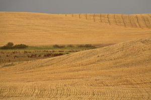 Saskatchewan prairie field