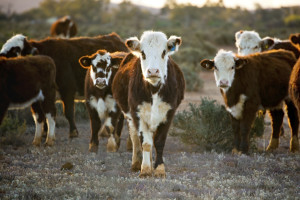 Cattle grazing in desert pasture. Outback New South Wales, Australia, at sunset.